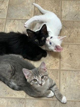 Sully, an adopted Domestic Short Hair in Williamsport, PA image 2/2