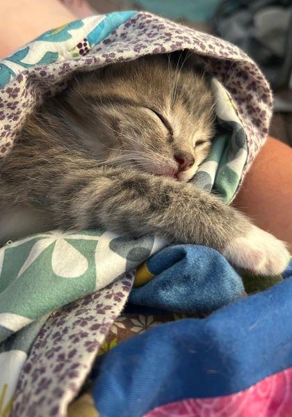 Sully, adopted, Kitten Male Domestic Short Hair.