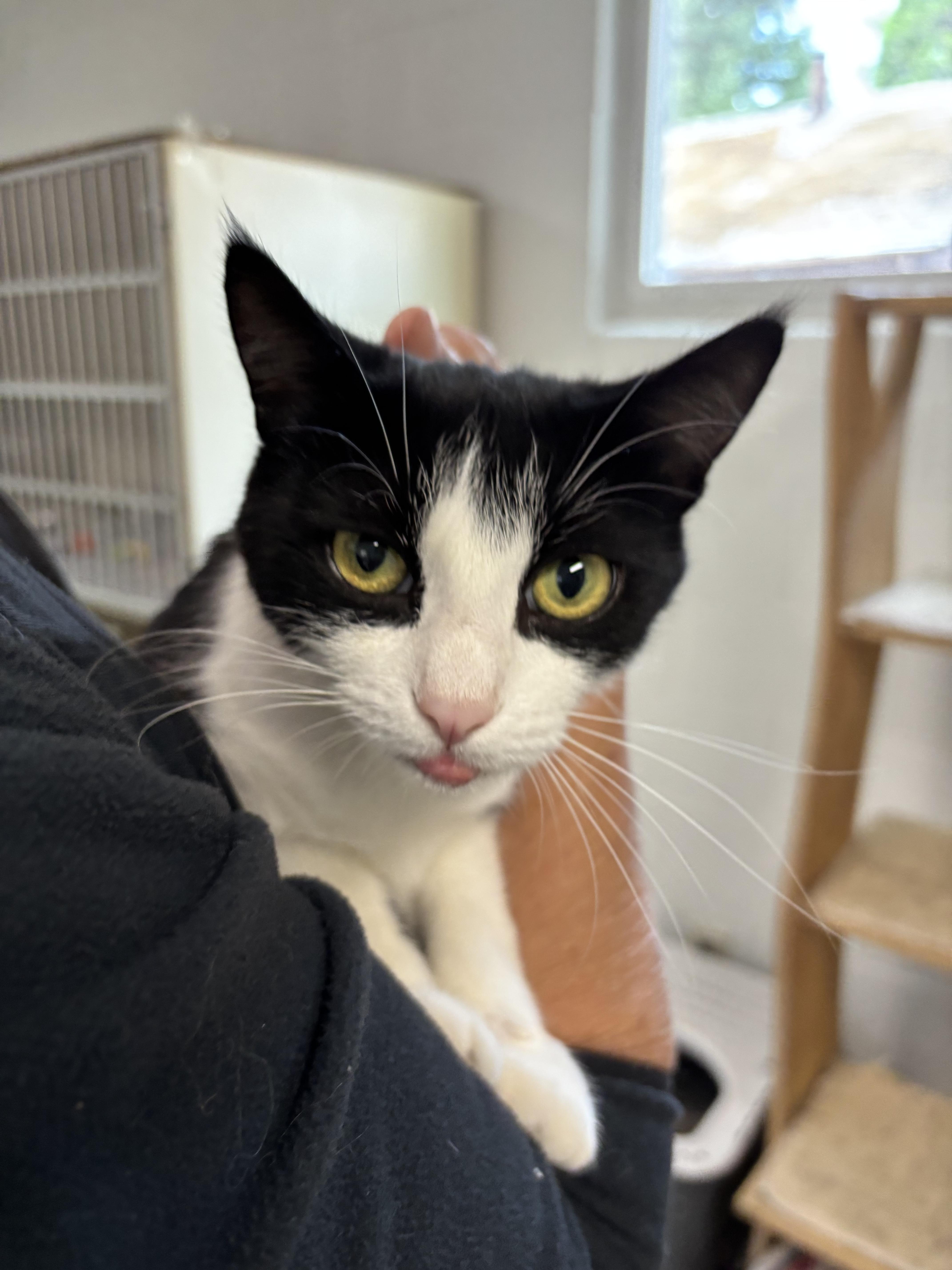 Ester, a ADOPTABLE Domestic Short Hair in Quincy, CA image 3/4