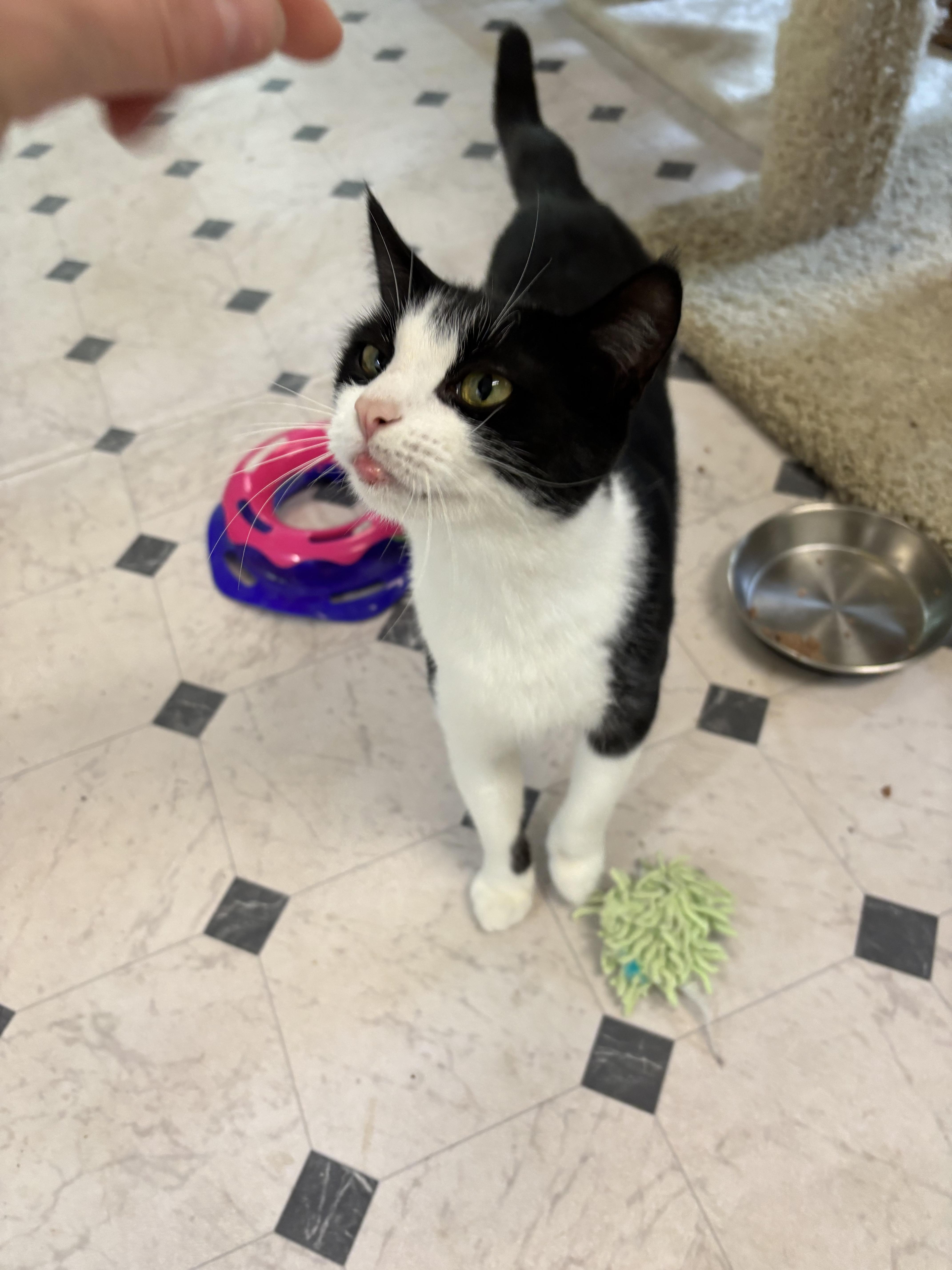Ester, a ADOPTABLE Domestic Short Hair in Quincy, CA image 2/4