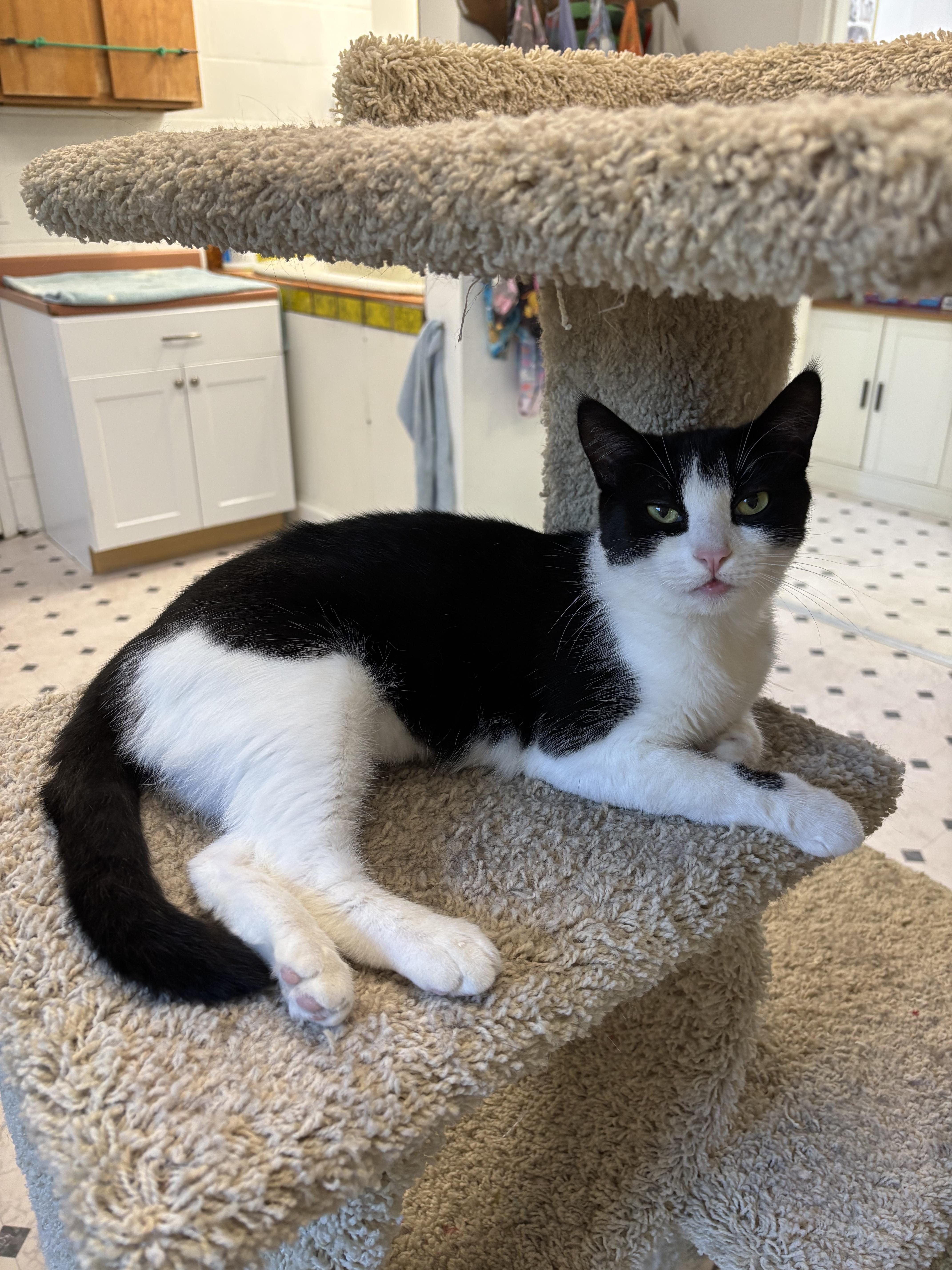Ester, a ADOPTABLE Domestic Short Hair in Quincy, CA image 1/4