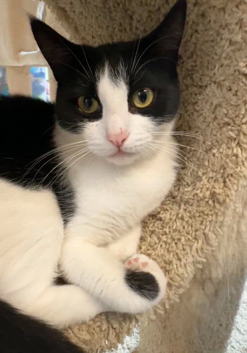 Enlarge Ester, a ADOPTABLE Domestic Short Hair in Quincy, CA video 4/4