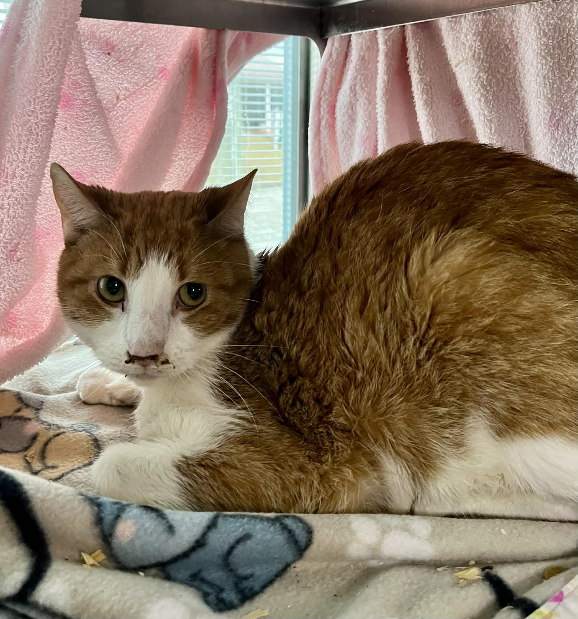 Harlow, ADOPTABLE, Senior Male Domestic Short Hair.