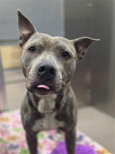 Enlarge PAPAYA, a Adoptable Pit Bull Terrier in Denver, CO image 1/1