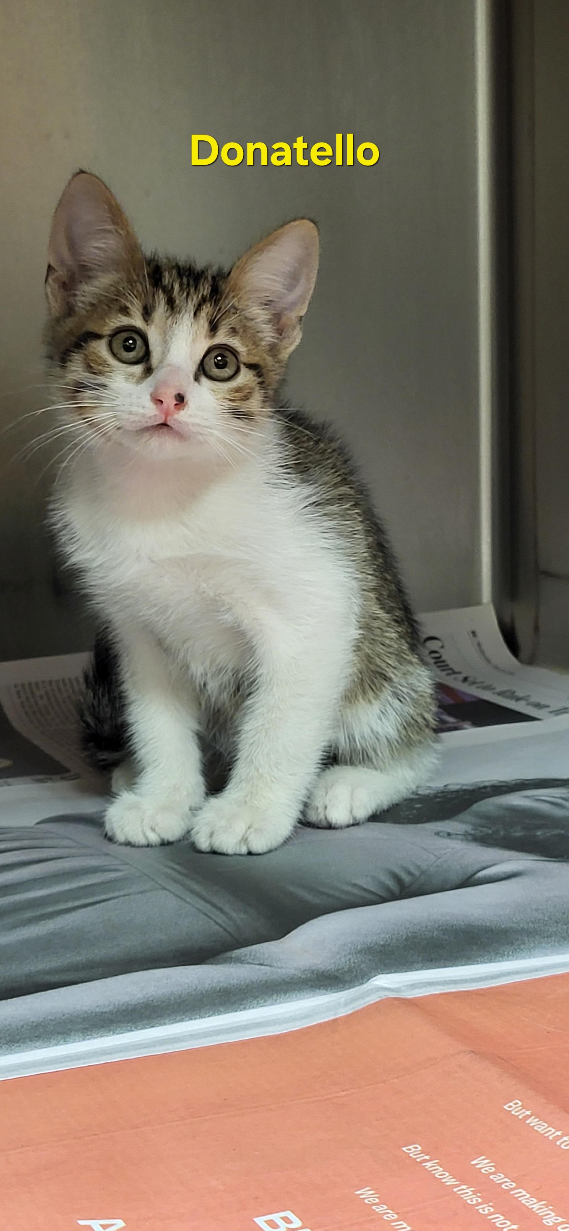 Enlarge Donatello , a ADOPTABLE Domestic Short Hair in Meridian , MS image 1/1