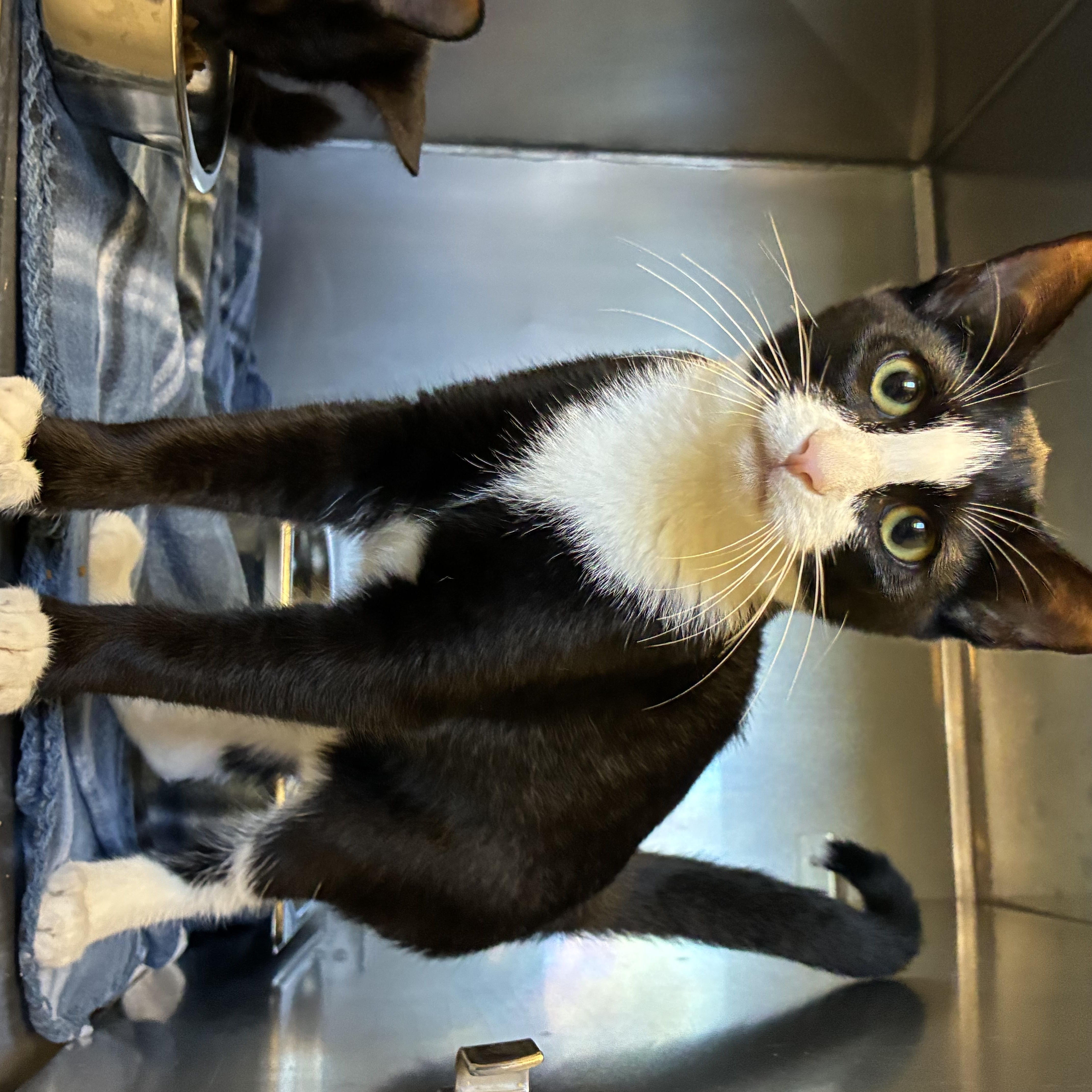 Enlarge Sebastian, an adopted Domestic Short Hair in King George, VA image 1/1