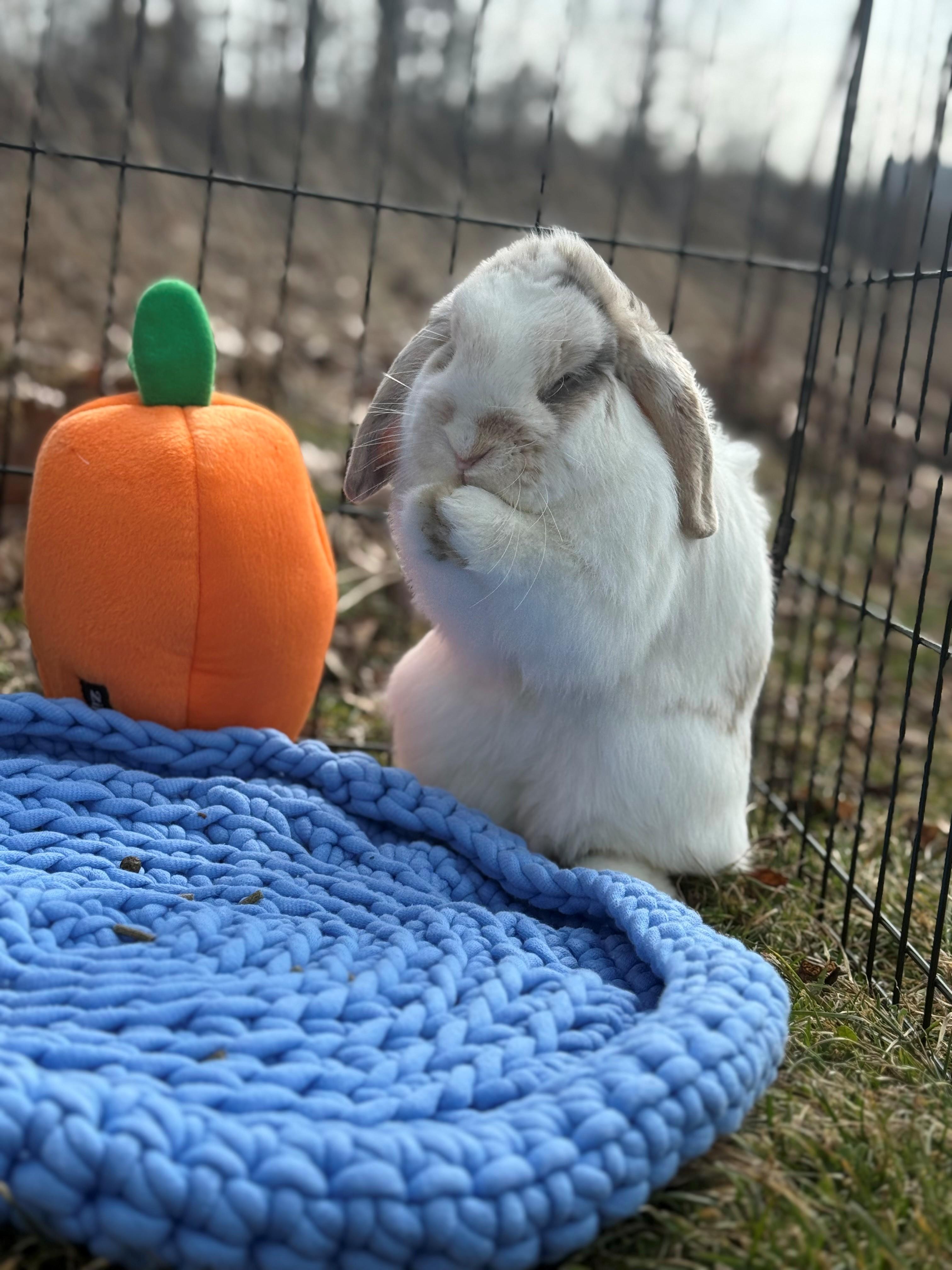 Enlarge Mary Hoppins, an adoptable Lop Eared in Hamilton, ON image 5/6