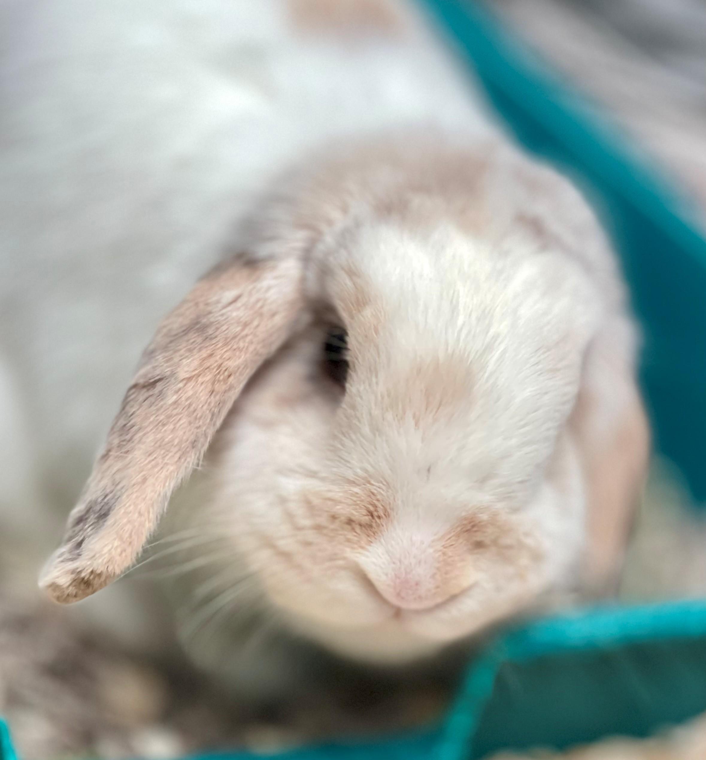 Enlarge Mary Hoppins, an adoptable Lop Eared in Hamilton, ON image 2/6