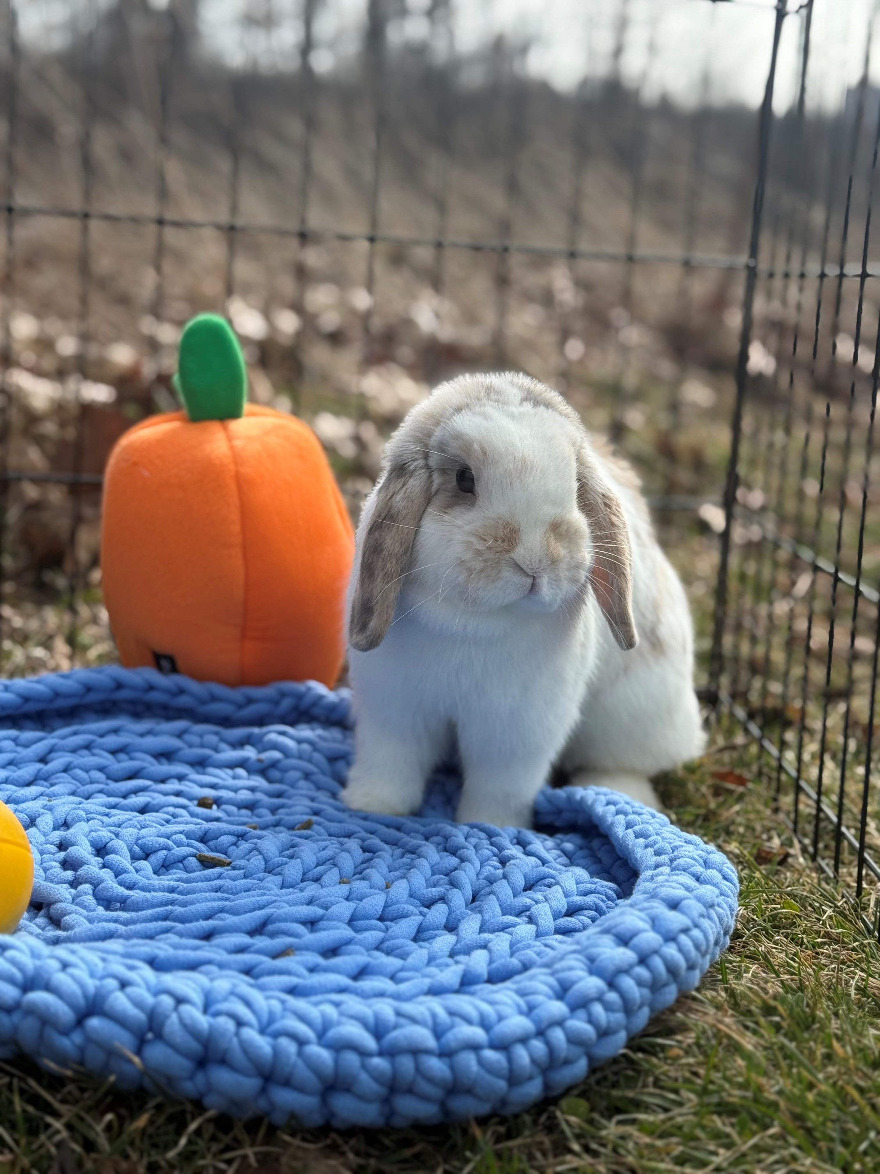 Enlarge Mary Hoppins, an adoptable Lop Eared in Hamilton, ON image 4/6