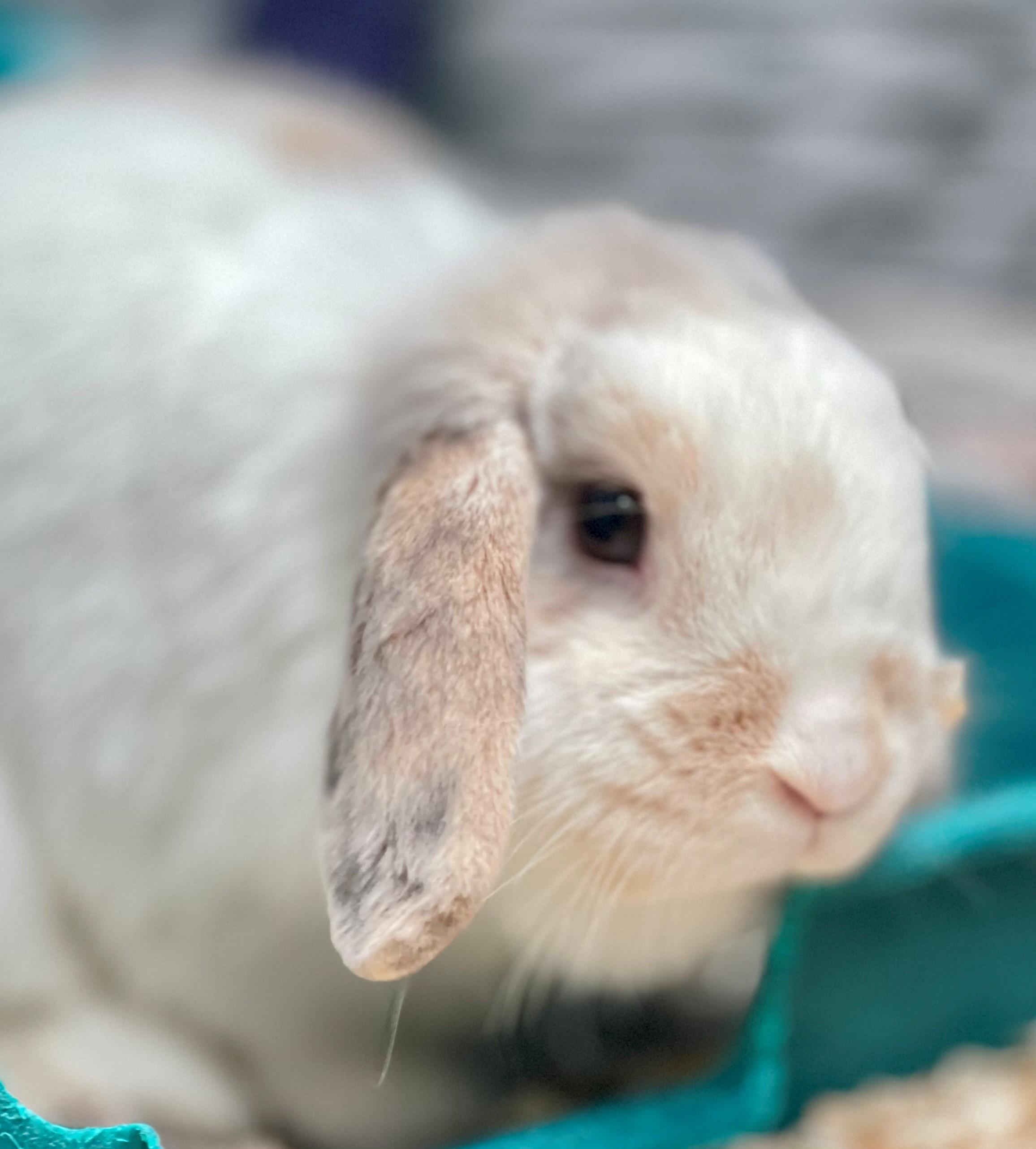 Enlarge Mary Hoppins, an adoptable Lop Eared in Hamilton, ON image 3/6