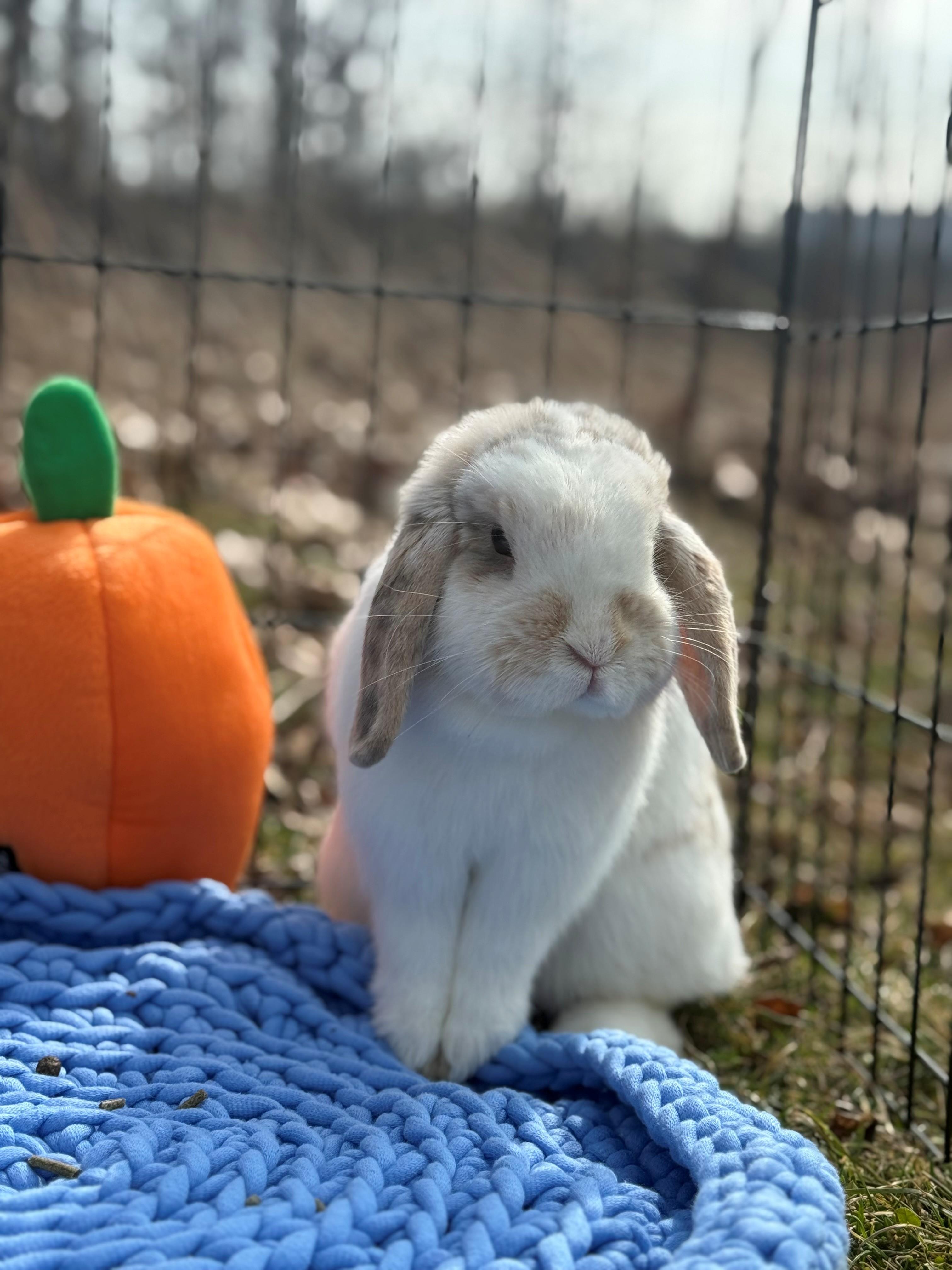 Enlarge Mary Hoppins, an adoptable Lop Eared in Hamilton, ON image 6/6