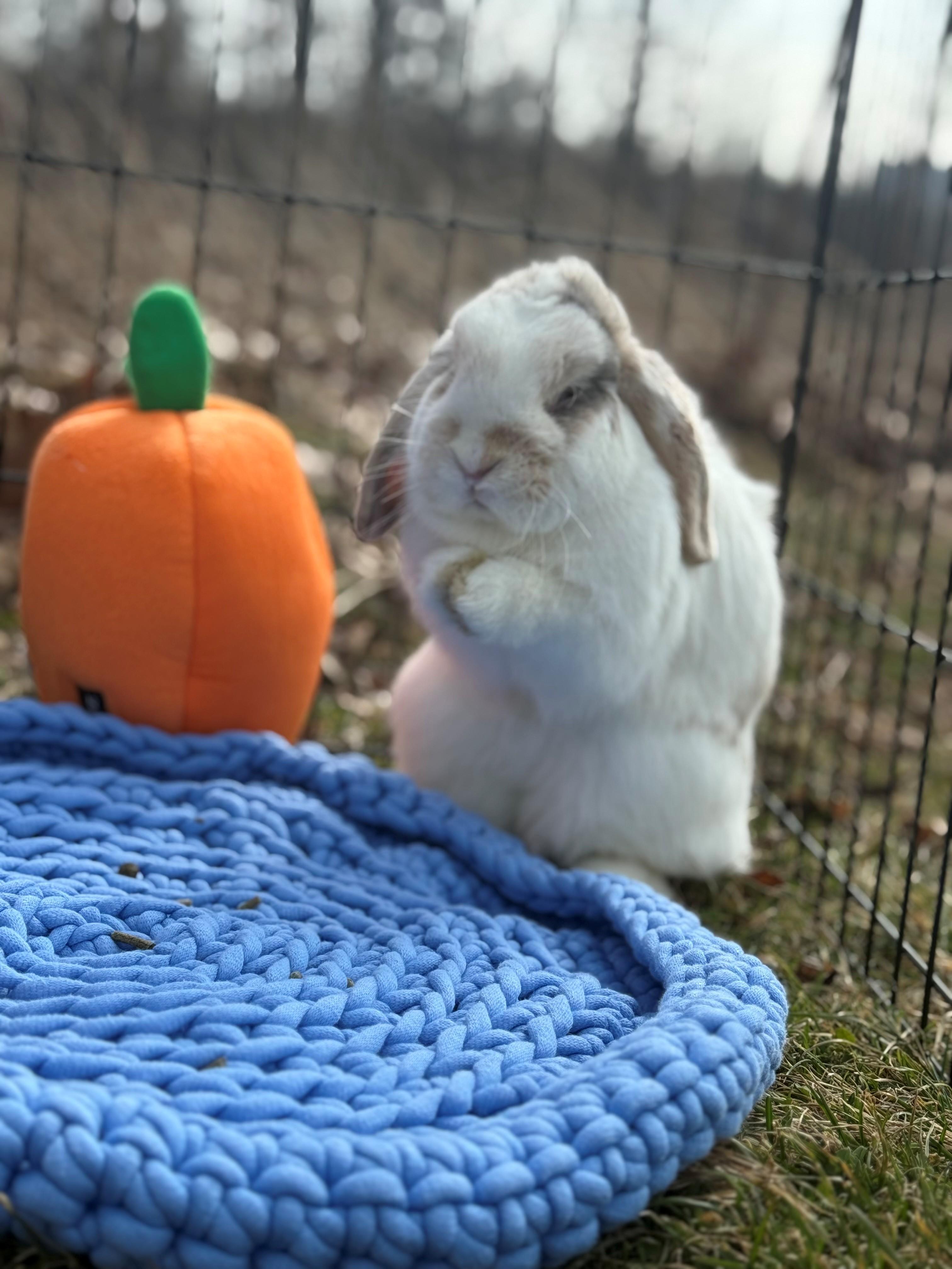 Mary Hoppins, adoptable, Adult Female Lop Eared.