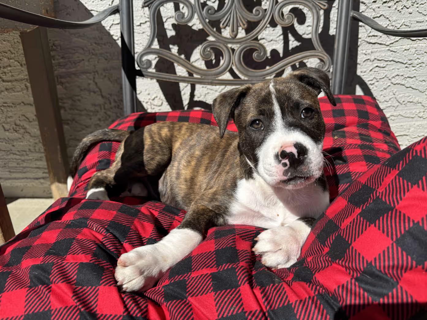Enlarge Luigi, an adopted mixed breed in SACRAMENTO, CA image 3/3