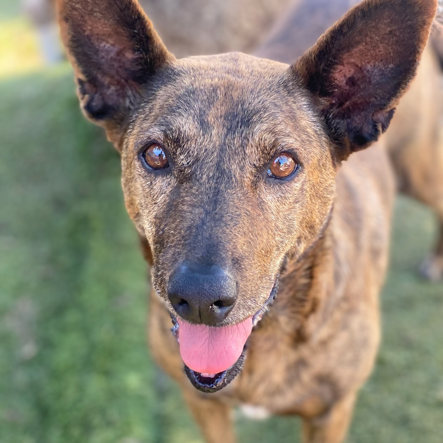 Elise, Adult Female Dutch Shepherd