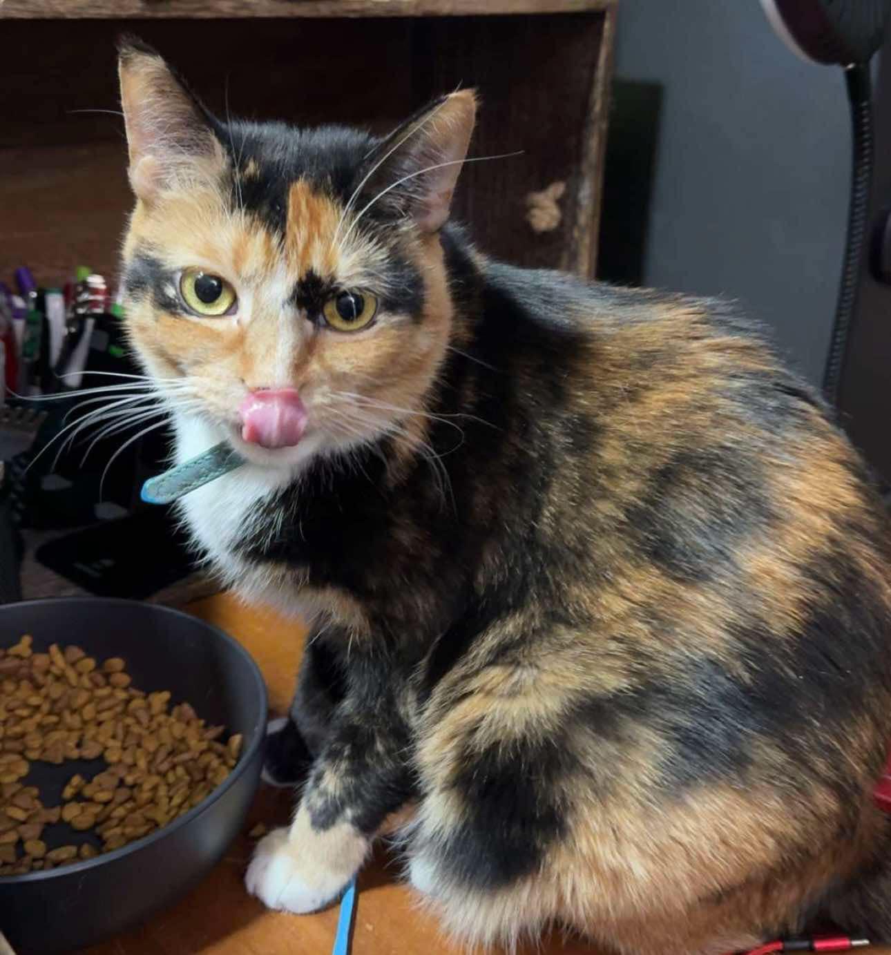 Peanut - PENDING ADOPTION 2