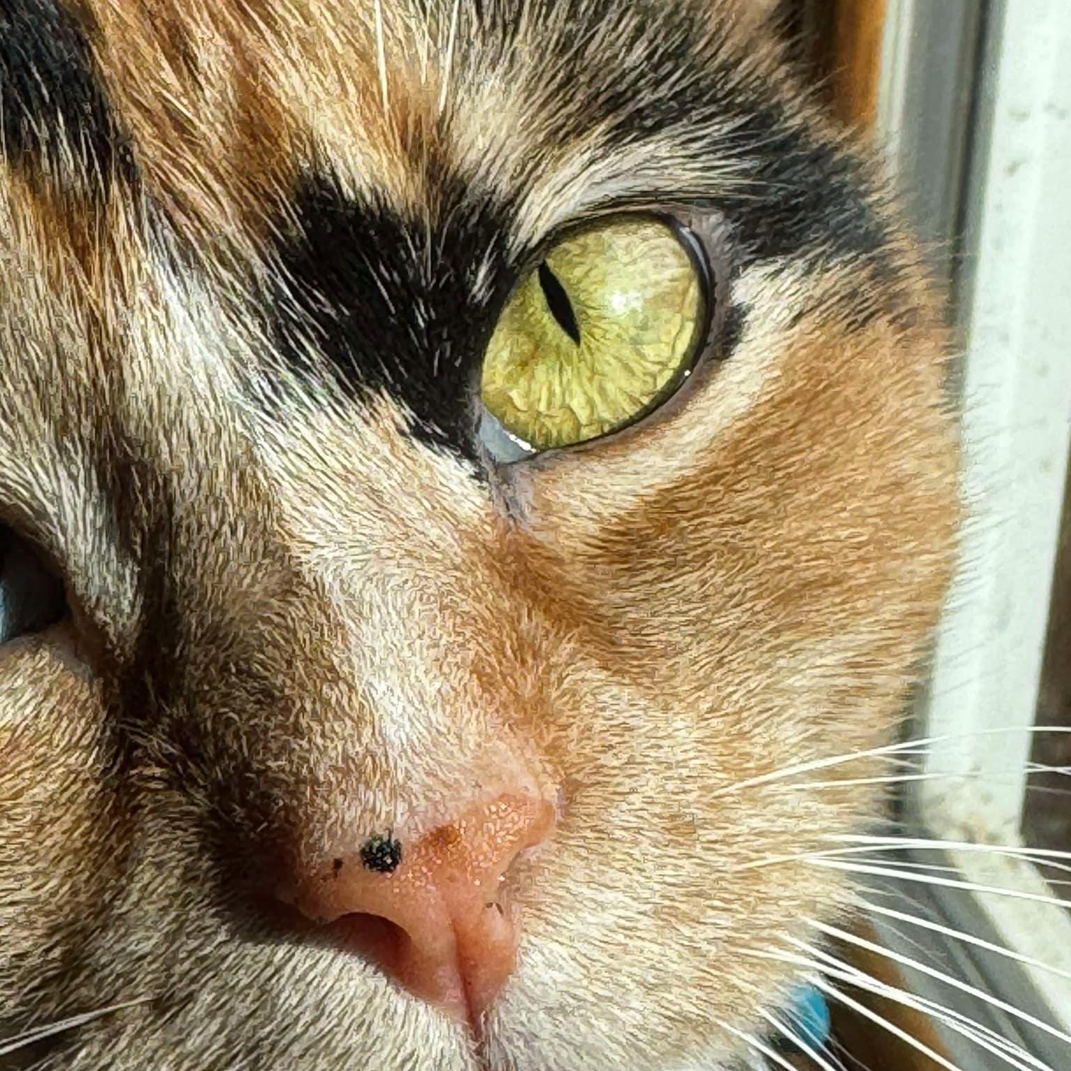 Peanut - PENDING ADOPTION 3