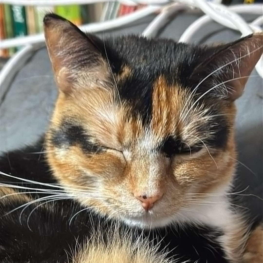 Peanut, Adult Female Domestic Short Hair
