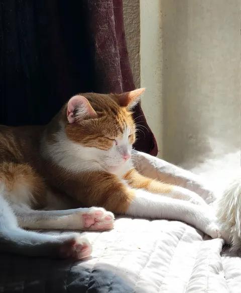 DANNY, an adopted Domestic Short Hair in Sierra Vista, AZ image 3/6