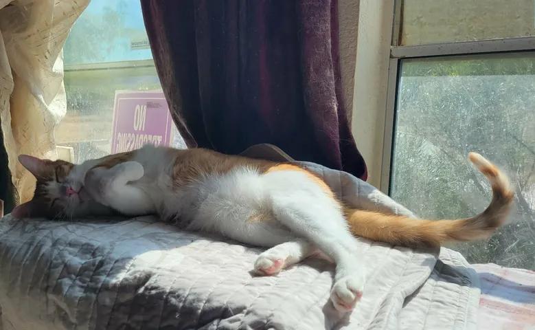 DANNY, an adopted Domestic Short Hair in Sierra Vista, AZ image 5/6