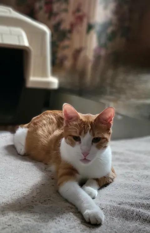 DANNY, an adopted Domestic Short Hair in Sierra Vista, AZ image 6/6