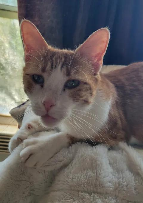 DANNY, an adopted Domestic Short Hair in Sierra Vista, AZ image 4/6