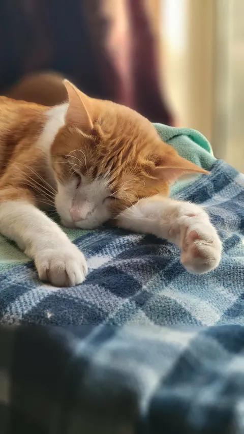 DANNY, an adopted Domestic Short Hair in Sierra Vista, AZ image 2/6