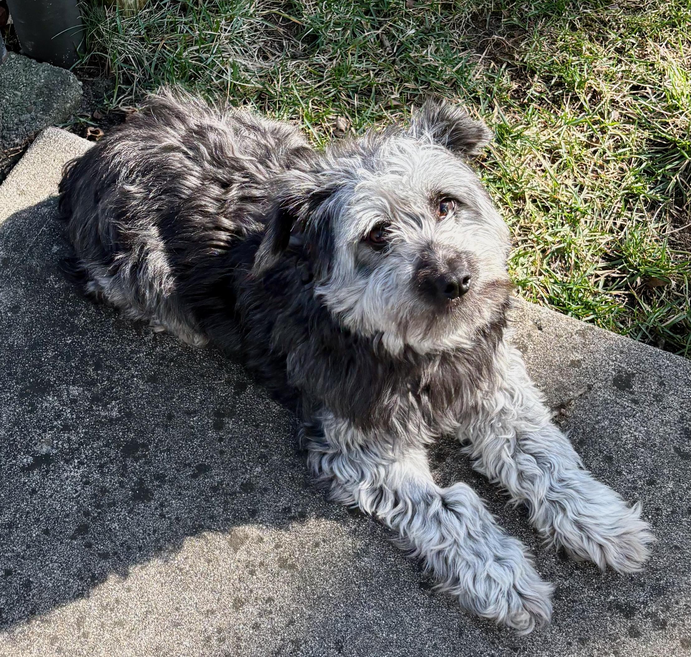 Enlarge Toola, an adoption pending mixed breed in Elkhart, IN image 1/2