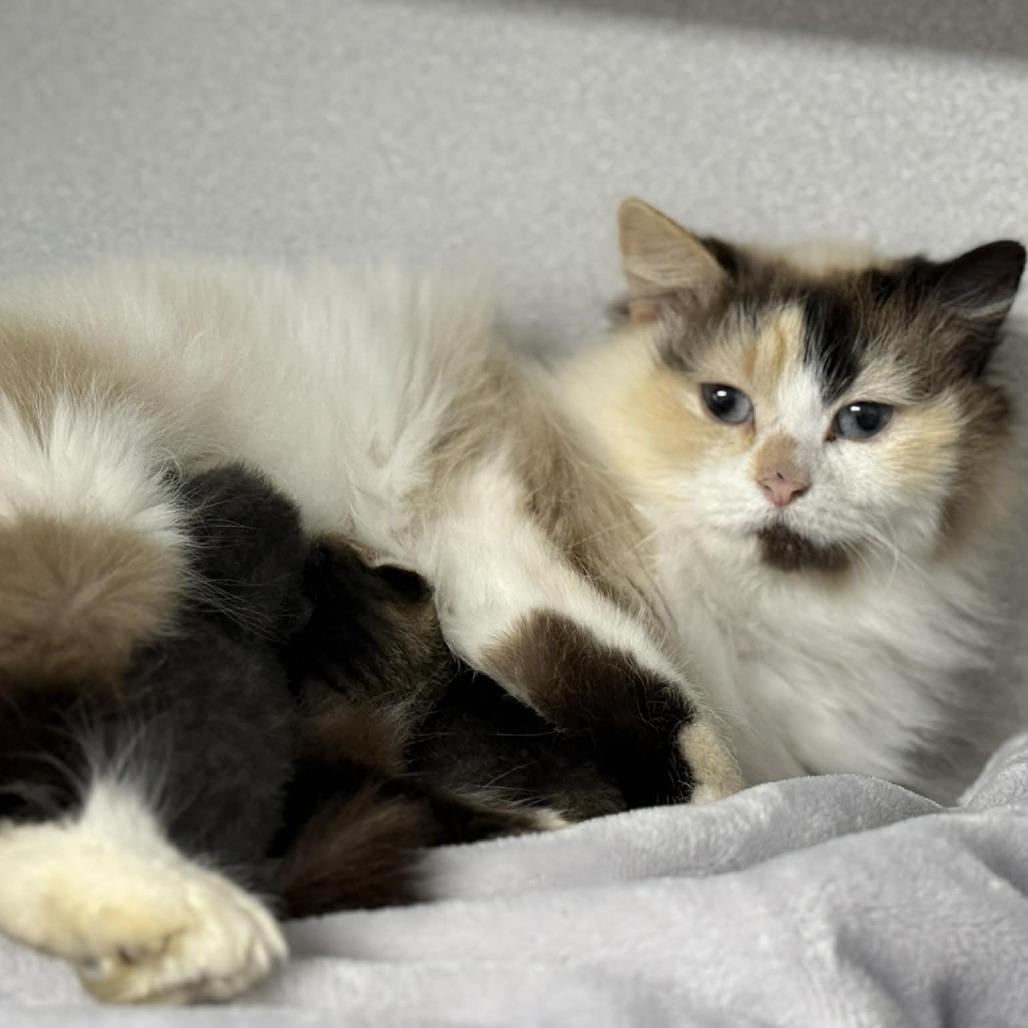 Cookie, Adoptable, Young Female Domestic Long Hair.