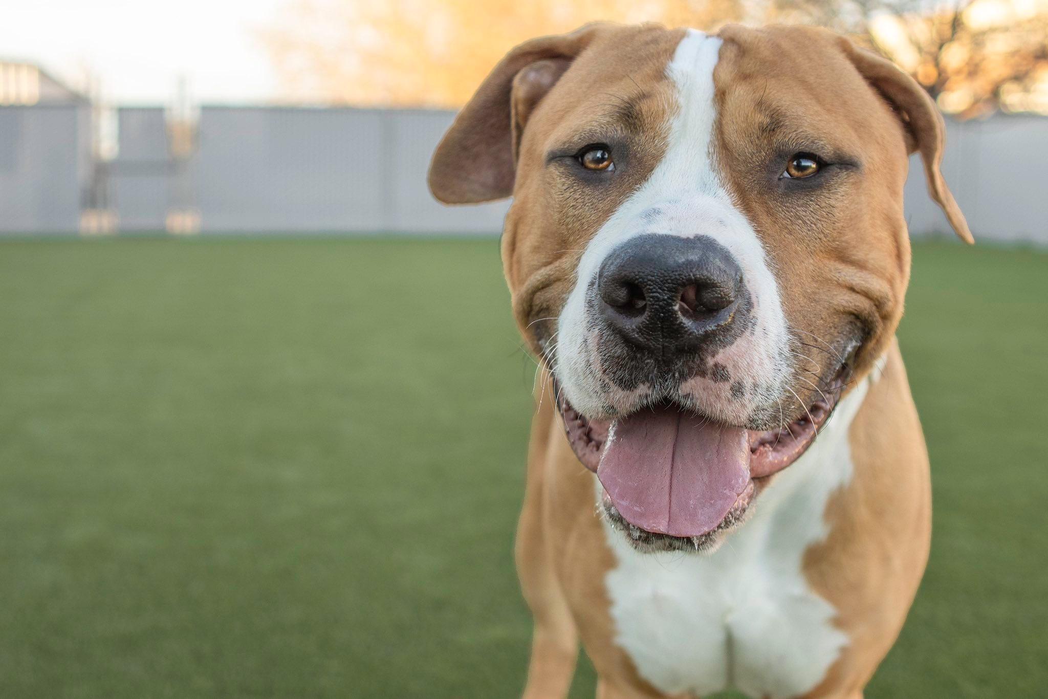 Linebacker, an adopted Pit Bull Terrier in Eagle, ID image 3/5