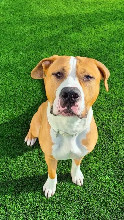 Linebacker, an adopted Pit Bull Terrier in Eagle, ID image 2/5
