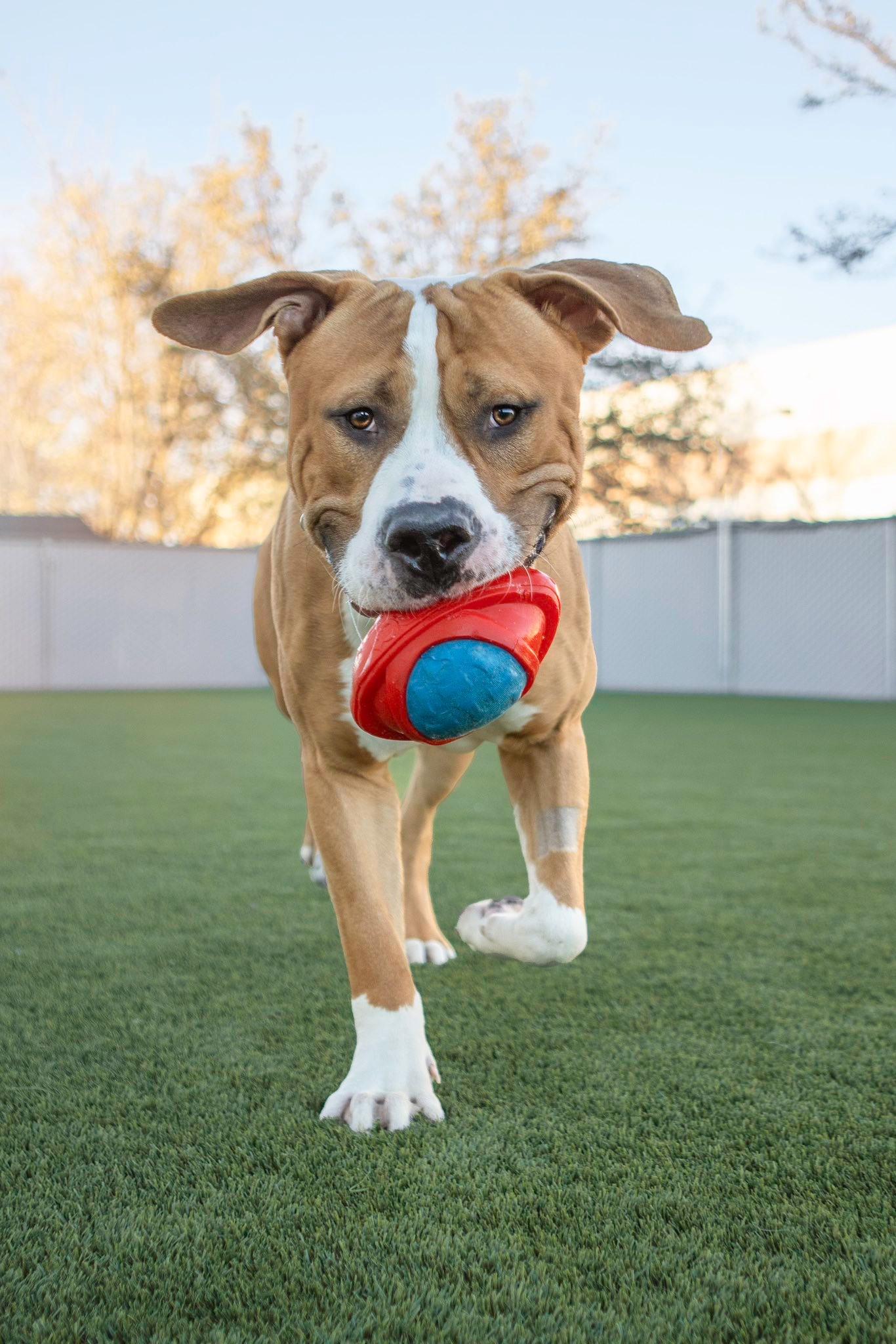 Linebacker, an adopted Pit Bull Terrier in Eagle, ID image 5/5