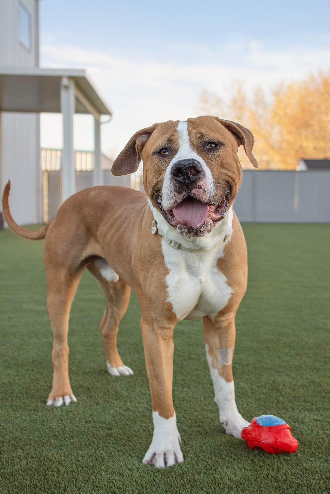 Linebacker, an adopted Pit Bull Terrier in Eagle, ID image 4/5