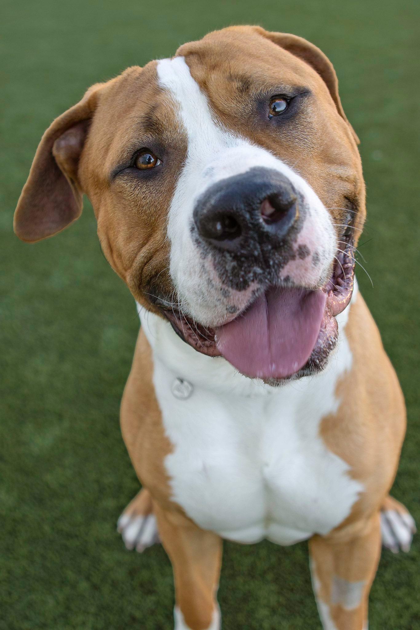 Linebacker, an adopted Pit Bull Terrier in Eagle, ID image 1/5