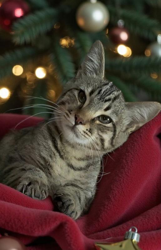 Enlarge Draco, a Adoptable Tabby in Knoxville, TN image 2/3