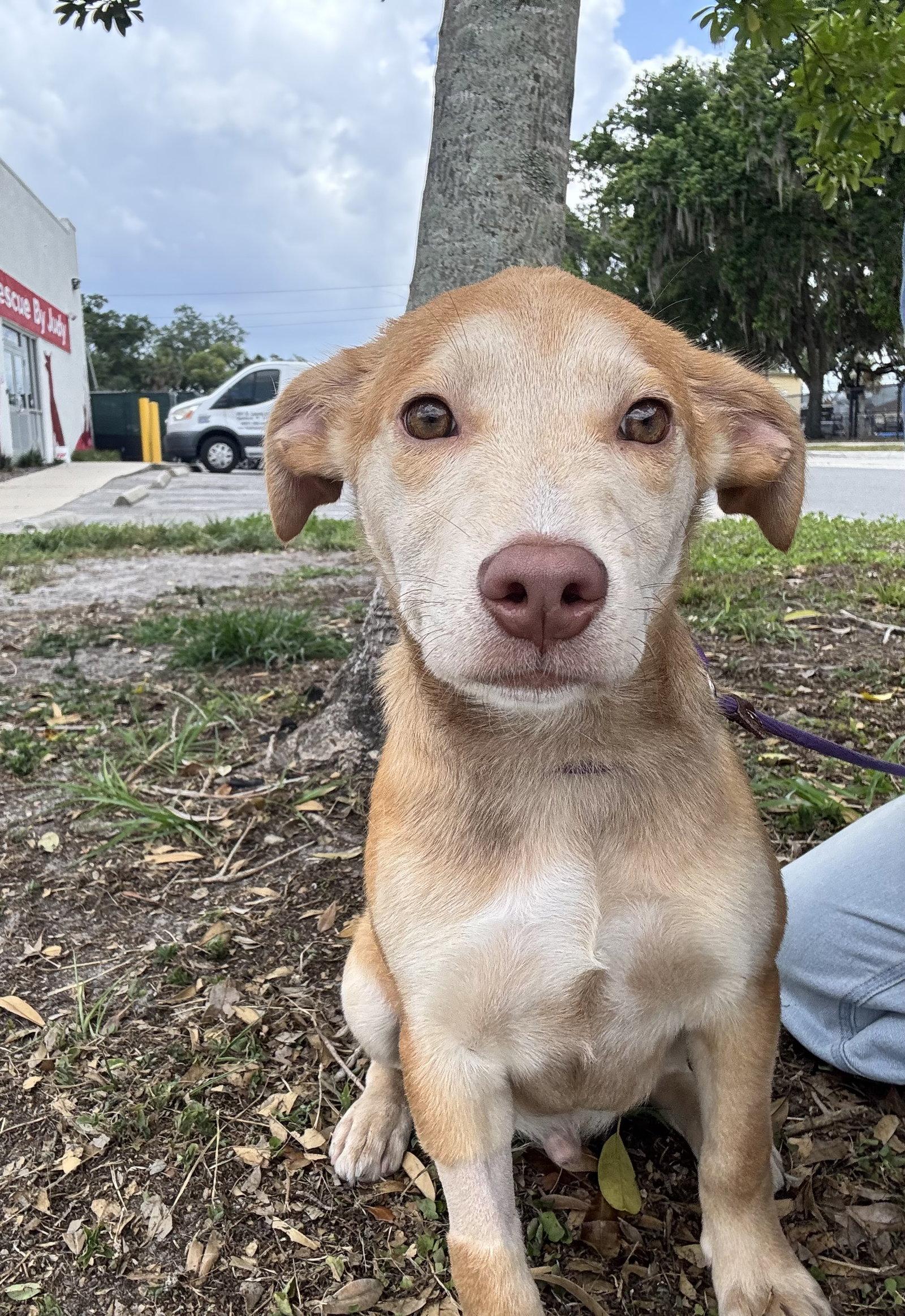 Logan, Adopted, Puppy Male Shepherd & Hound.