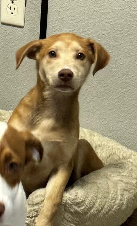 Enlarge Logan, a Adopted mixed breed in Sanford, FL image 2/3