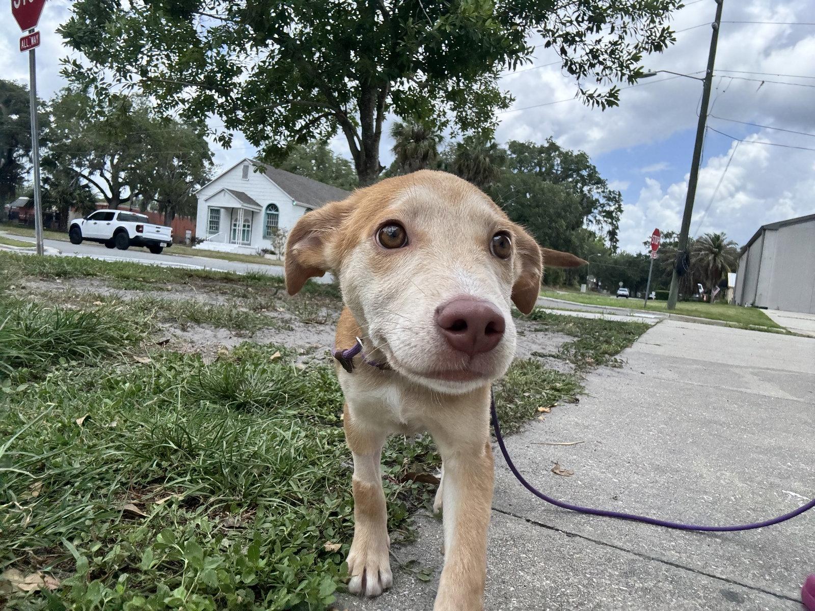 Enlarge Logan, a Adopted mixed breed in Sanford, FL image 3/3
