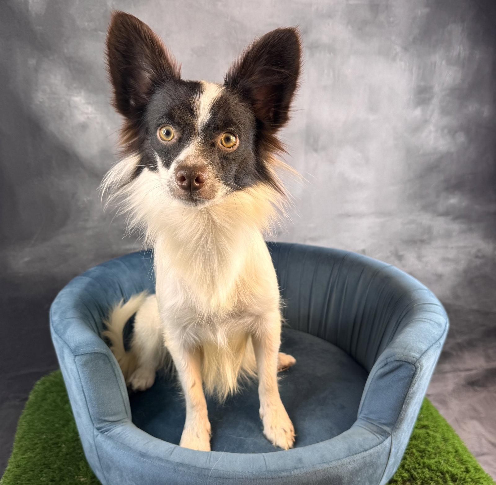 Enlarge Echo, a Adoptable Papillon in Garland, TX image 1/1