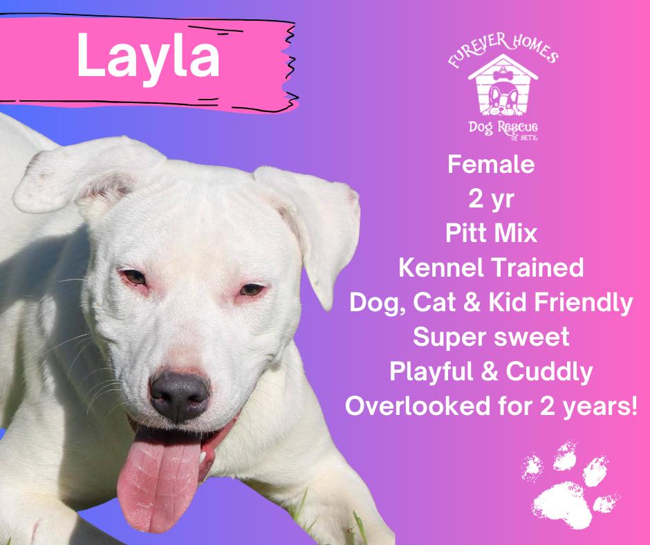 Enlarge Layla, an adoptable mixed breed in Aulac, NB image 1/1