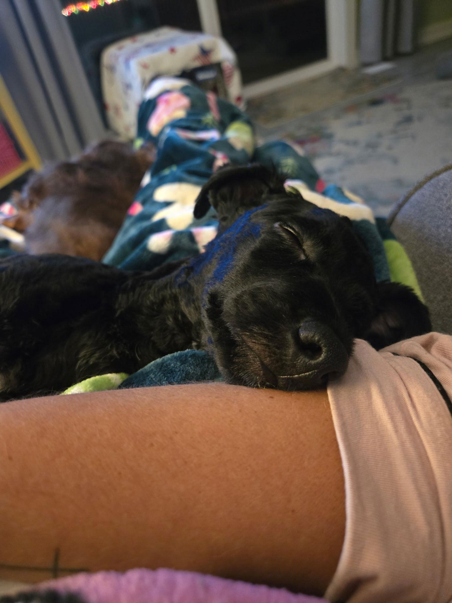 Enlarge Jack  (black), a Adoptable Poodle in Fort Wayne, IN image 1/3
