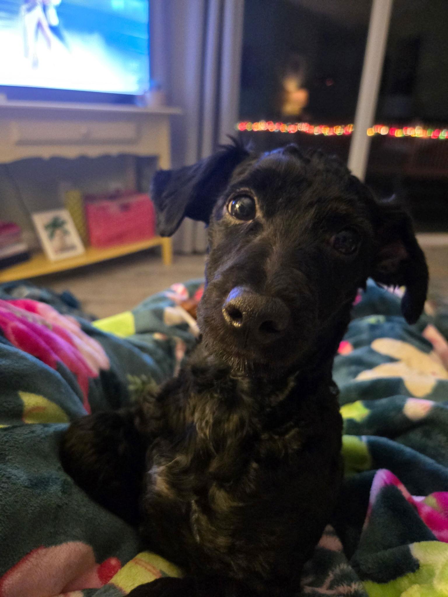 Jack, Adoptable, Young Male Terrier.