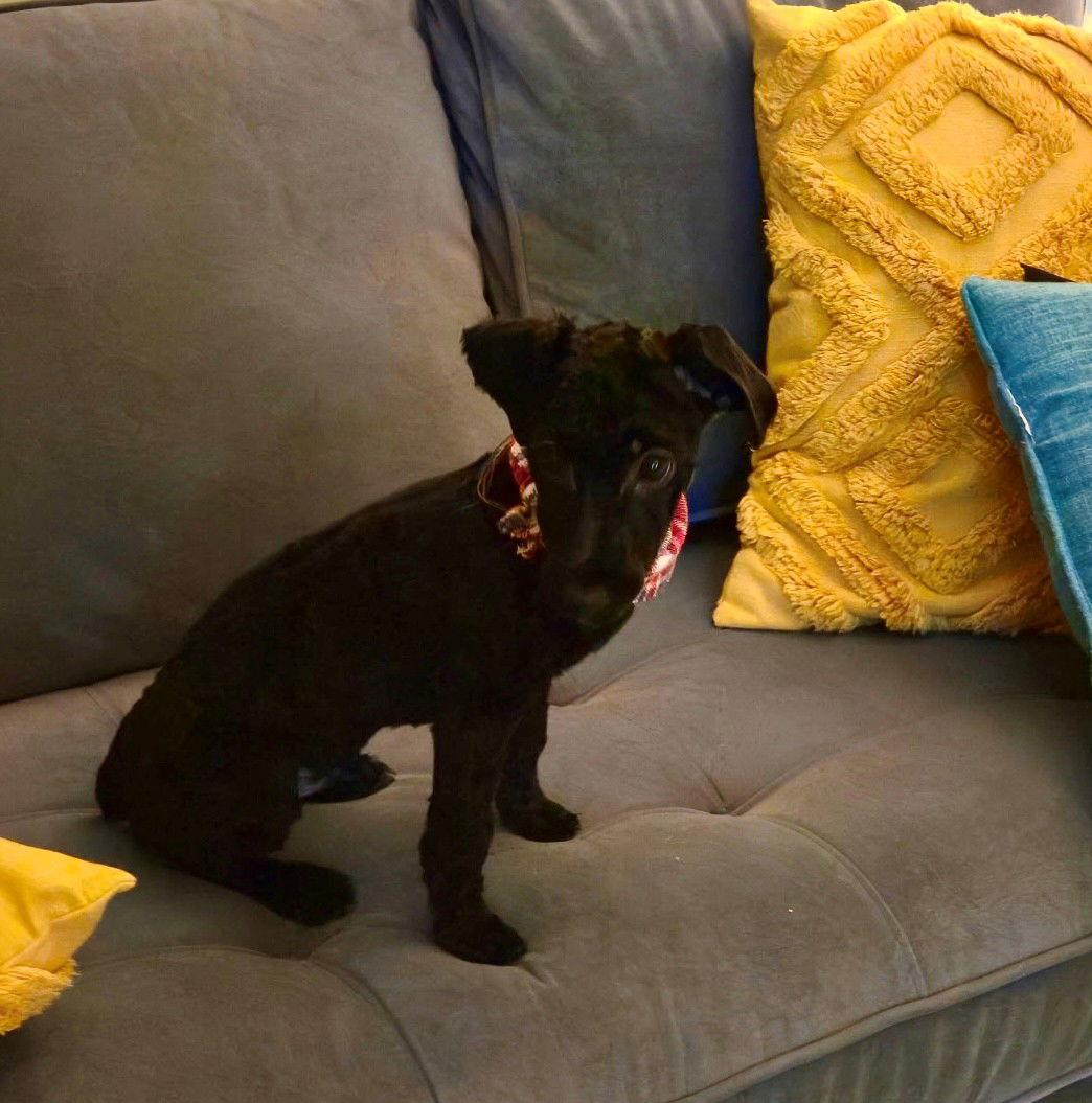 Enlarge Jack  (black), a Adoptable Poodle in Fort Wayne, IN image 2/3