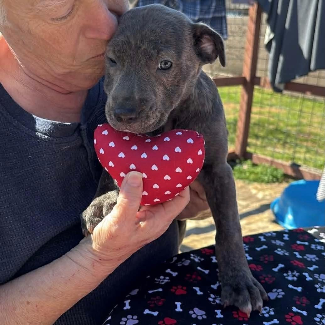 Enlarge Francis, a ADOPTABLE American Staffordshire Terrier in Salem, NH image 1/1