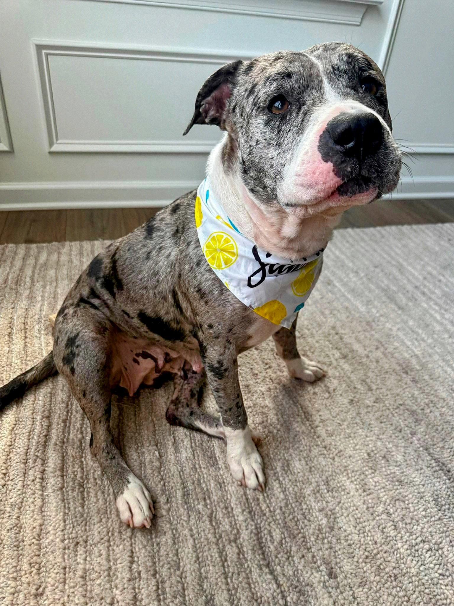 Cherry, Adoptable, Young Female Pit Bull Terrier.