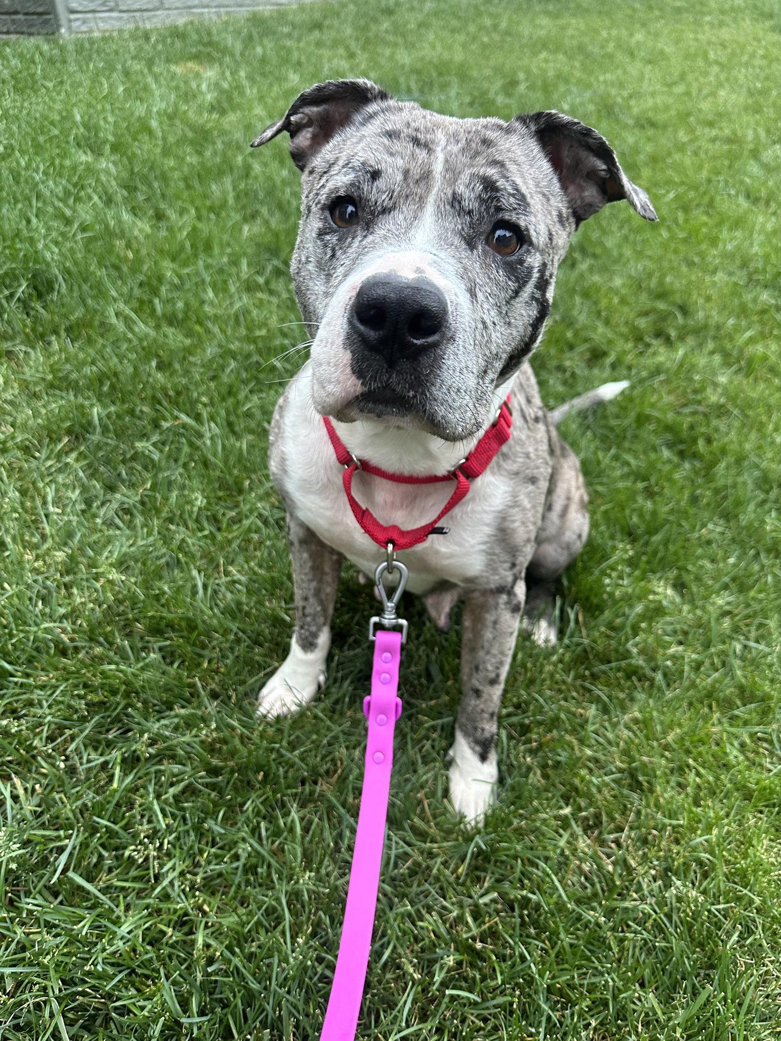 Cherry, Adoptable, Young Female Pit Bull Terrier.