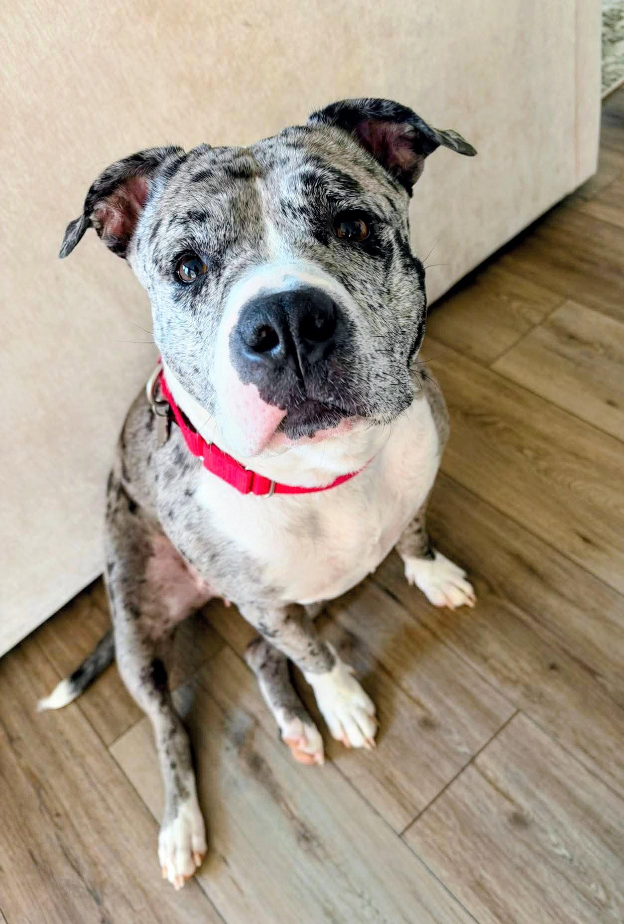 Cherry, Adoptable, Young Female Pit Bull Terrier.
