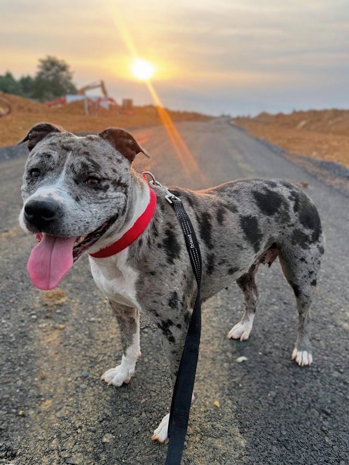 Enlarge Cherry, a Adoptable Pit Bull Terrier in Rockville, MD image 2/3