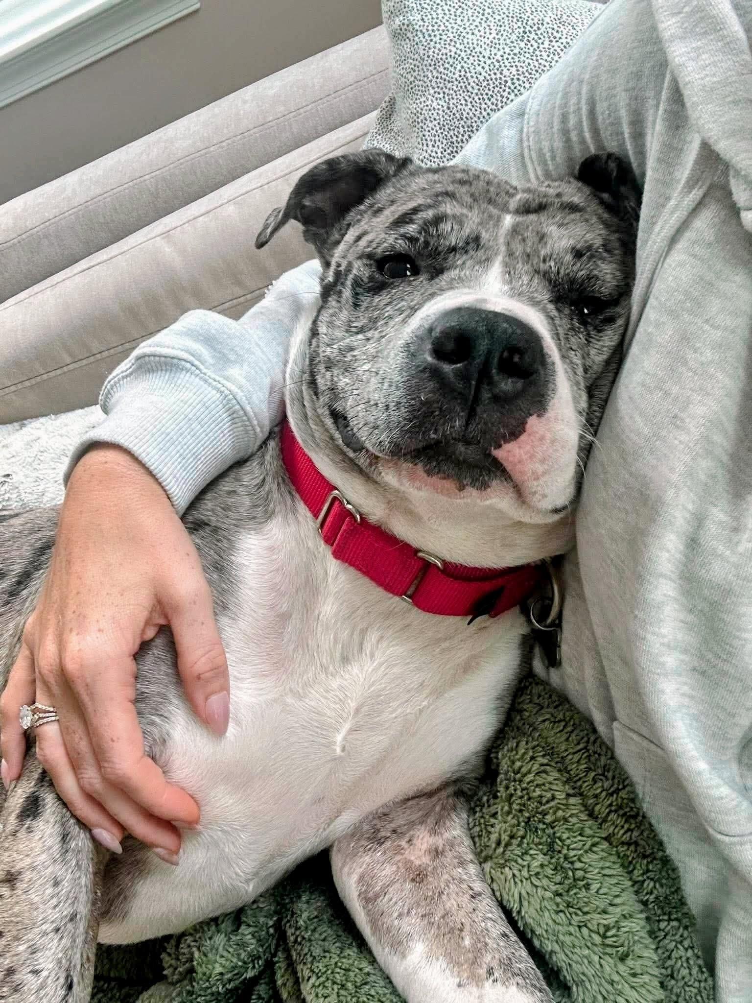 Enlarge Cherry, a Adoptable Pit Bull Terrier in Rockville, MD image 3/3