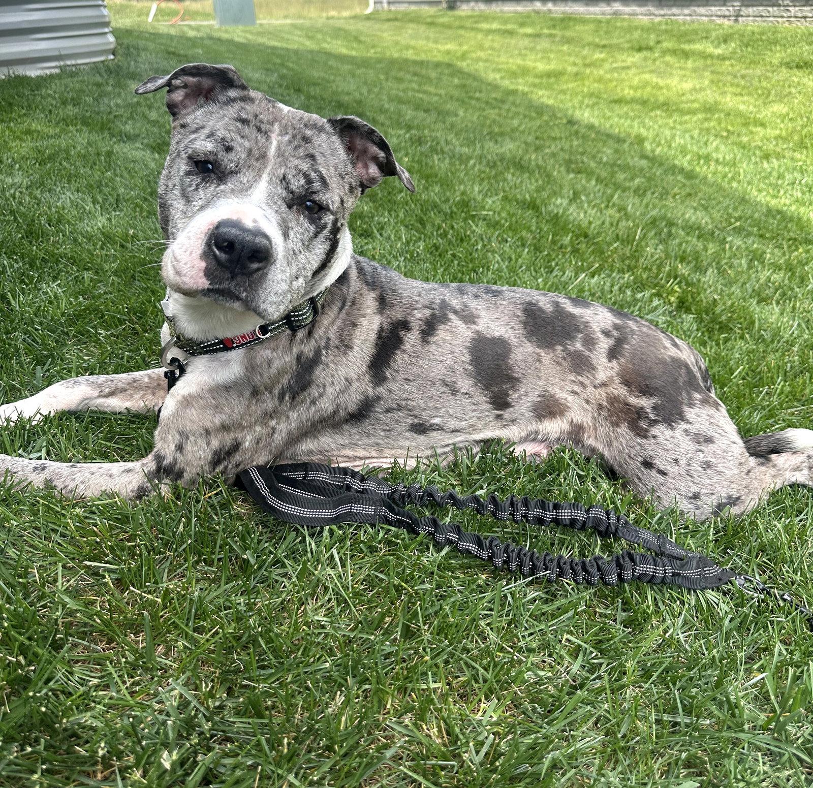 Cherry, a Adoptable Pit Bull Terrier in Rockville, MD image 2/3