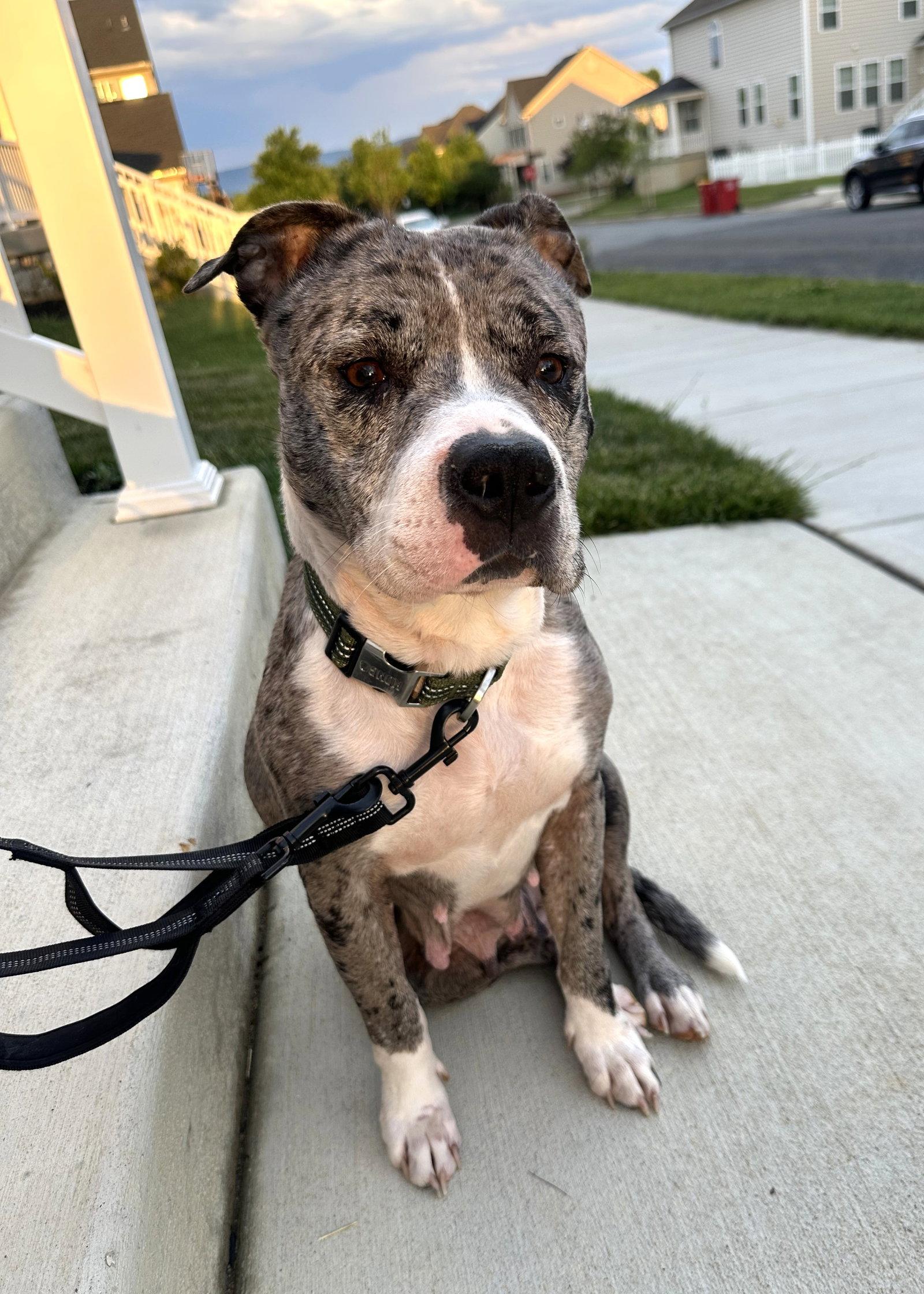 Cherry, a Adoptable Pit Bull Terrier in Rockville, MD image 3/3